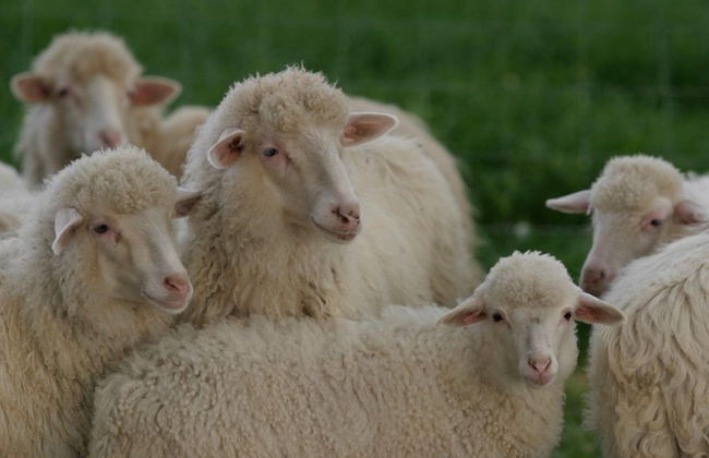 Agriturismo Archelao - Photo 16