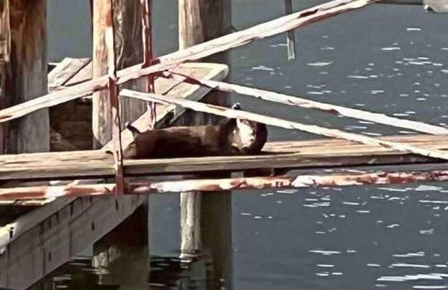 Smiling Otter Retreat! Waterfront/pool/spa/games! - Foto 40