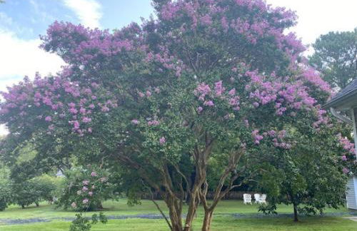 Crepe Myrtle - Foto 6