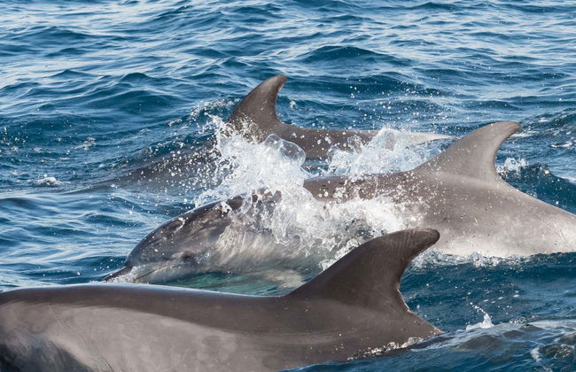 Avvistamento di delfini a Gibilterra - Foto 3