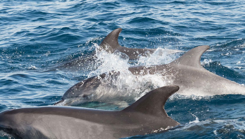 Avistamento de golfinhos em Gibraltar