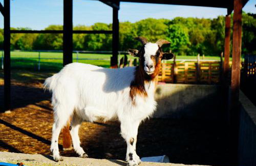 Siedlisko Słoneczny Jar - Foto 37