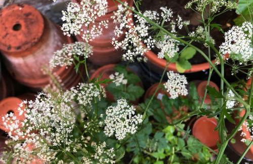 Kings Cross, self-contained house & private garden - Foto 39