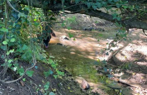 Romantikurlaub im Weindorf Kiedrich - Foto 13