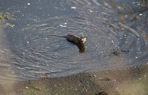 Air an Oir - Skye Self Catering - Foto 5