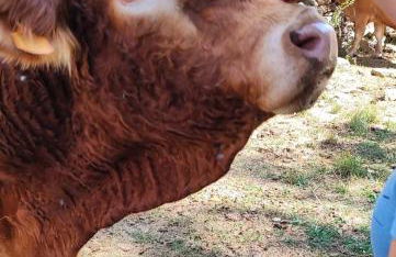 Apartamentos de Turismo Rural La Rocha - Foto 31