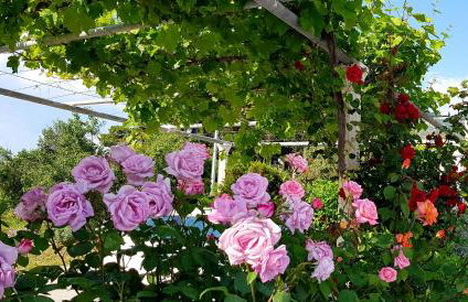 Apartments Antonio - Foto 35