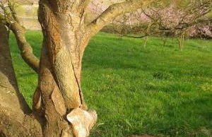 Ferienhaus Zenz - Ferienwohungen - Foto 40