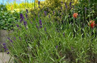 Ferienwohnung Sander - Foto 18