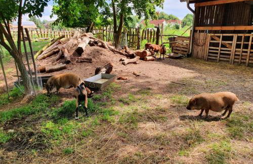 Bensdorfer Mühle - Auszeit in Brandenburg - Foto 14