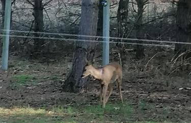 Świetna Chatka nad jeziorem - Foto 21