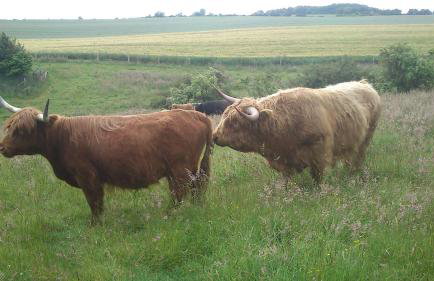 Schönberg - Schuster Raths Kate - Foto 23