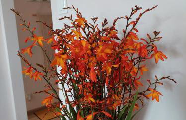 Apartament Finezja - Foto 7