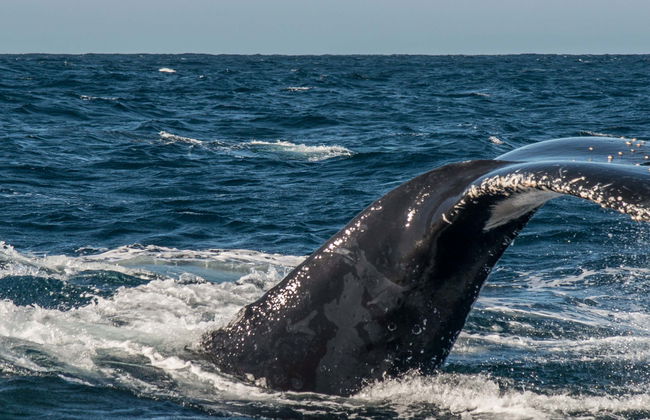 Avistamiento de ballenas en Knysna - Foto 7