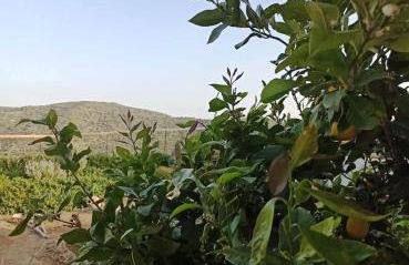 Villa George Sea View with pool - Triopetra - Foto 48