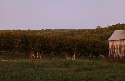 Historic Farm Cottage on 800-Acre Orchard - Foto 16