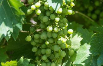 La Casa dei Nonni - Photo 21