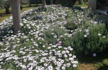 Monica's Country House - Foto 14