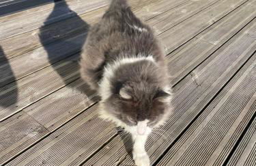 Golfe du Morbihan - Foto 16