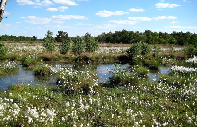 Ferienwohnung Worpsweder Schlösschen - Photo 11