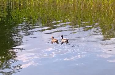 Apartment Kletterrose, Seenähe, Mecklenburgische Seenplatte - Foto 20