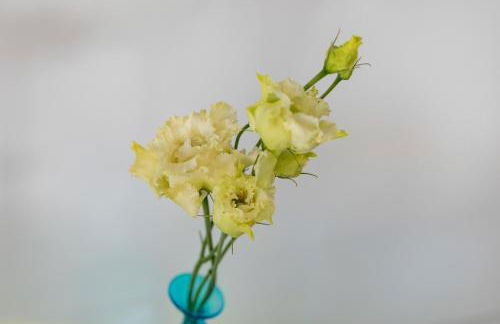 Tulipa Natural Home - Foto 53