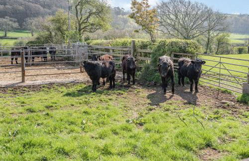 Pant Y Cwtsh - Foto 26