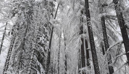 Texas Longhorn Ranch Neumannhof - Photo 4, Other