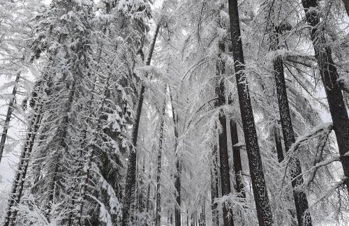 Texas Longhorn Ranch Neumannhof - Photo 4