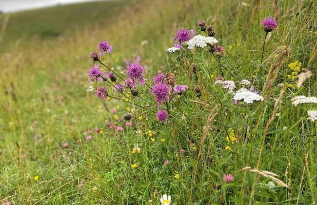 Cosy Rural Retreat, Sleeps 3 & Petfriendly - Foto 28