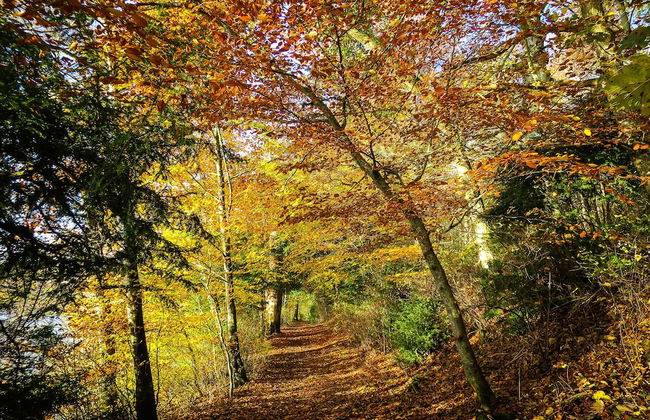 The Five Turrets: Stay in Scotland in Style in a Historic Four-bed Holiday Home - Foto 56