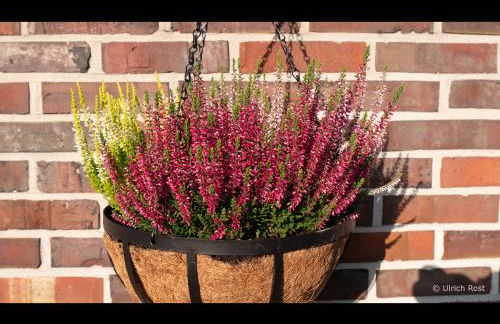 NEU! Ferienhaus am grünen Kamp - Foto 10