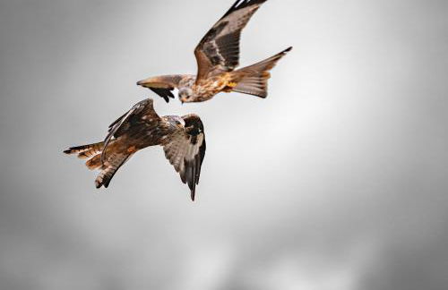 West Cottage - Foto 61