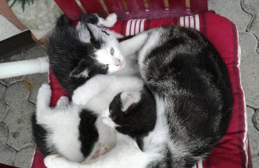 Haus Pfaff - Photo 20