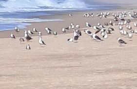 Casa Lagoa Verde - Foto 66