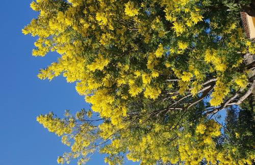 BO040-1157 Appartement 2 pièces 4 couchages BORMES LES MIMOSAS - Foto 16