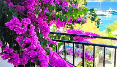 Villa Mila in Korčula Town - Foto 4, Garden view