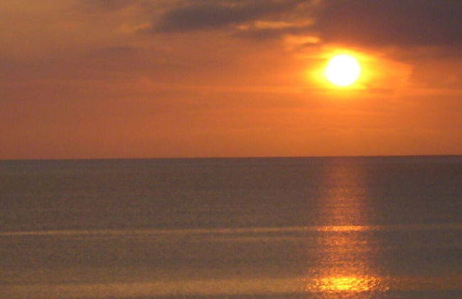 Herring Gull - Foto 14