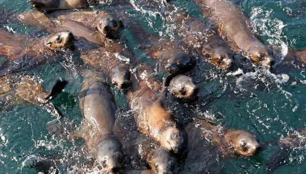 Otaries dans l'eau