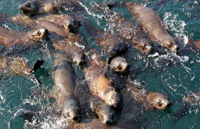 Observation d'otaries - Photo 5