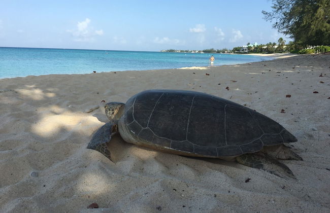 Seabreeze 8 - Luxury 4-bedroom on Seven Mile Beach - Photo 28