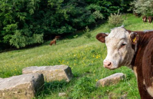 7 Bed in Matlock oc-89448 - Foto 41