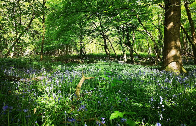 Vintage all Terrain Italian Army Truck - Foto 16