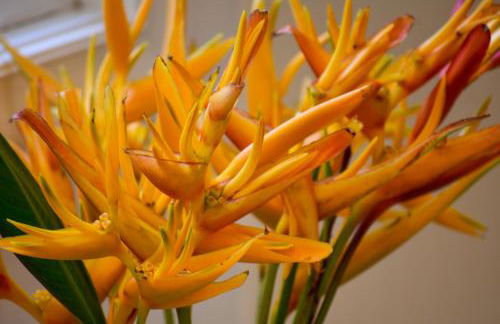 Yonegan Maui Getaways - Haiku - Foto 42