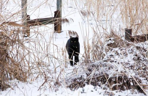 Ferienhaus Caputh - Foto 38