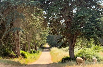 Monte Maltezinho - Foto 59