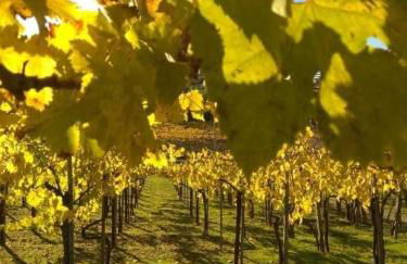 Poggio agli Ulivi vicolo di Colle Reti 22 Frascati - Foto 38