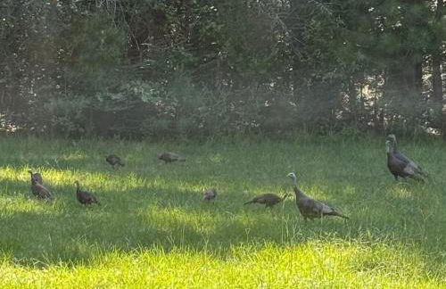 Country Retreat with ponds-views-porches & pups - Foto 13