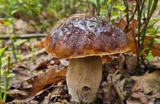 Osada Miłojeż - całoroczne Domy Premium w Borach Tucholskich, Jacuzzi pod gwiazdami - Foto 76