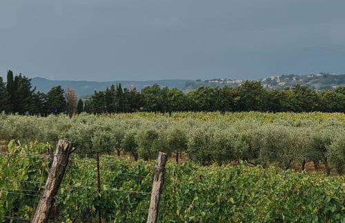 Podere Borgaruccio - Foto 11